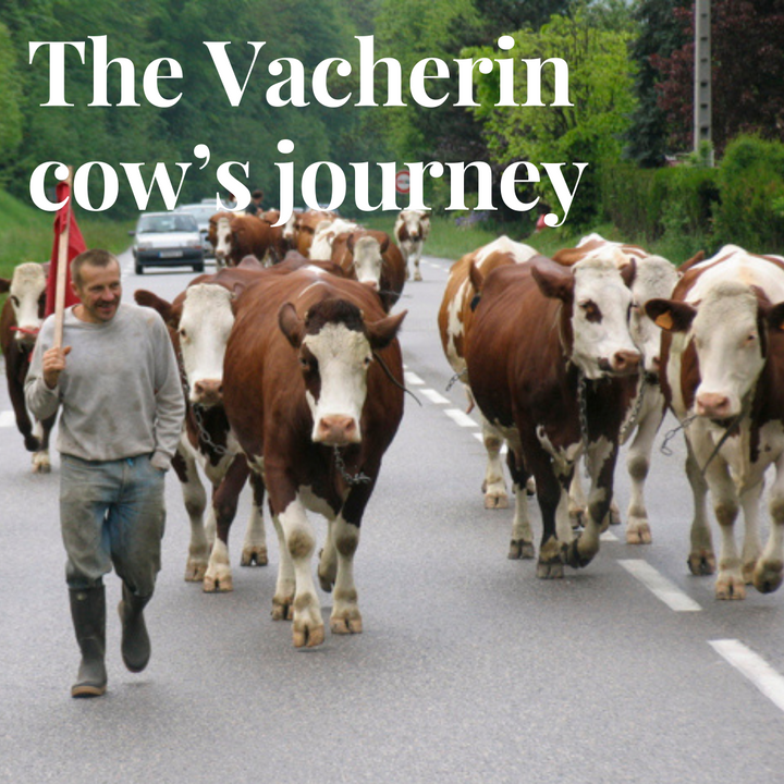 What is Vacherin cheese?