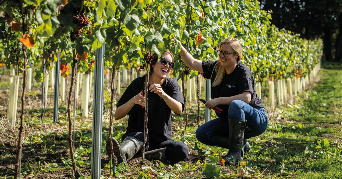 Christmas Wine Tasting at Knotfield Vines - December 2026 | Leeds, Yorkshire