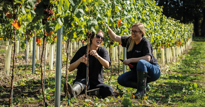 Christmas Wine Tasting at Knotfield Vines - December 2026 | Leeds, Yorkshire